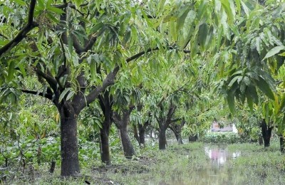 Kỹ thuật trồng và chăm sóc cây xoài