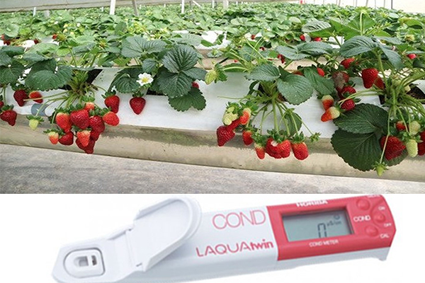Máy đo EC trong trồng dâu tây