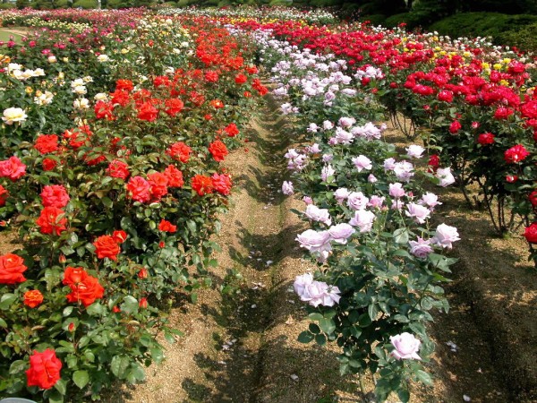 Vườn hoa hồng Đà Lạt