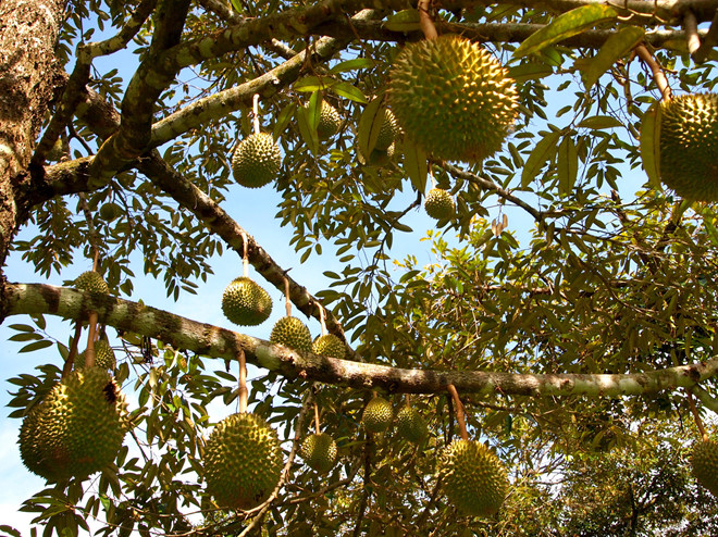 Kỹ thuật trồng cây sầu riêng hạt lép