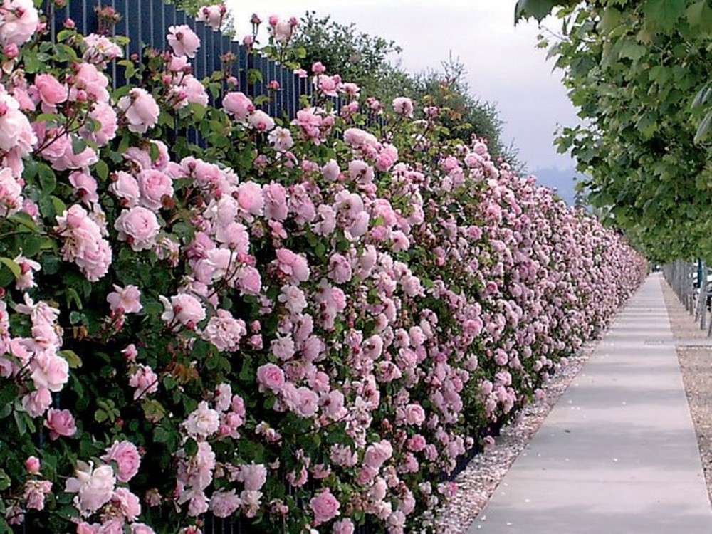 Hàng rào hoa: Với hàng rào hoa, bạn sẽ được tận hưởng vẻ đẹp tươi mới và thơ mộng đến từ thiên nhiên. Họa tiết hoa lá tinh tế sẽ khiến cho không gian sống của bạn thêm phần sinh động và ấm áp.